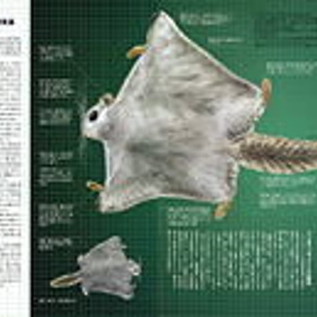 faura(ファウラ）６号【2004・12・15発行】