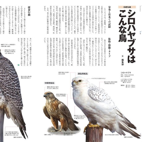 faura（ファウラ）46号【2014.12.15発行】