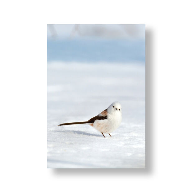 ポストカードBOOK 森の妖精 シマエナガⅡ | faura store