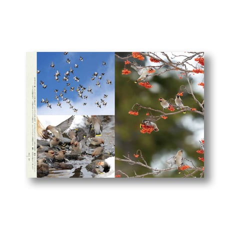 鳥たちの素敵な名前の物語