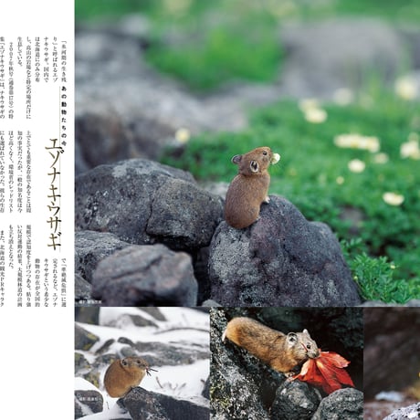 faura(ファウラ)42号【2013.12.15発行】