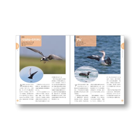 野付半島野鳥図鑑   faura編集部編