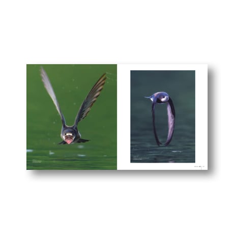 野鳥撮影記Ⅱ　私市一康著