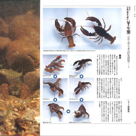 faura（ファウラ）12号【2006.6.15発行】