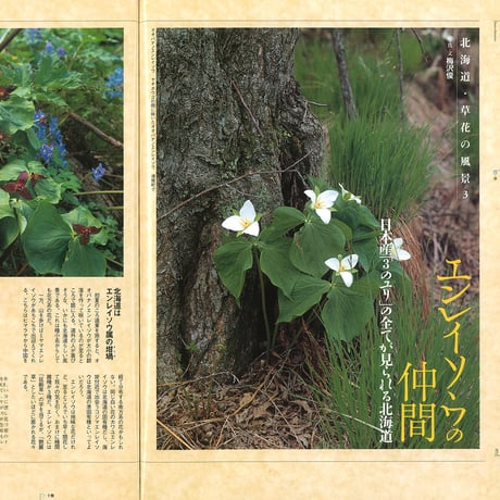 faura（ファウラ）3号【2004.3.15発行】