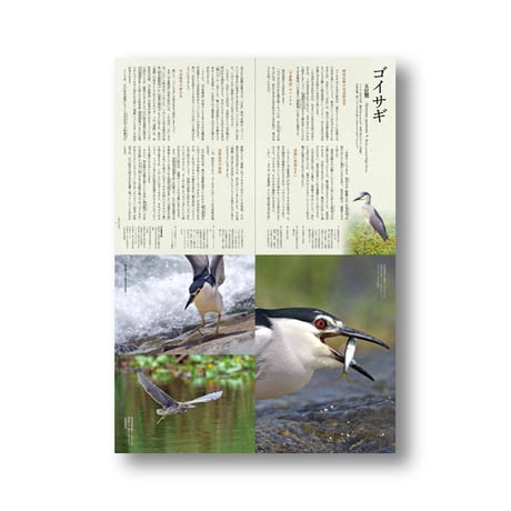 鳥たちの素敵な名前の物語