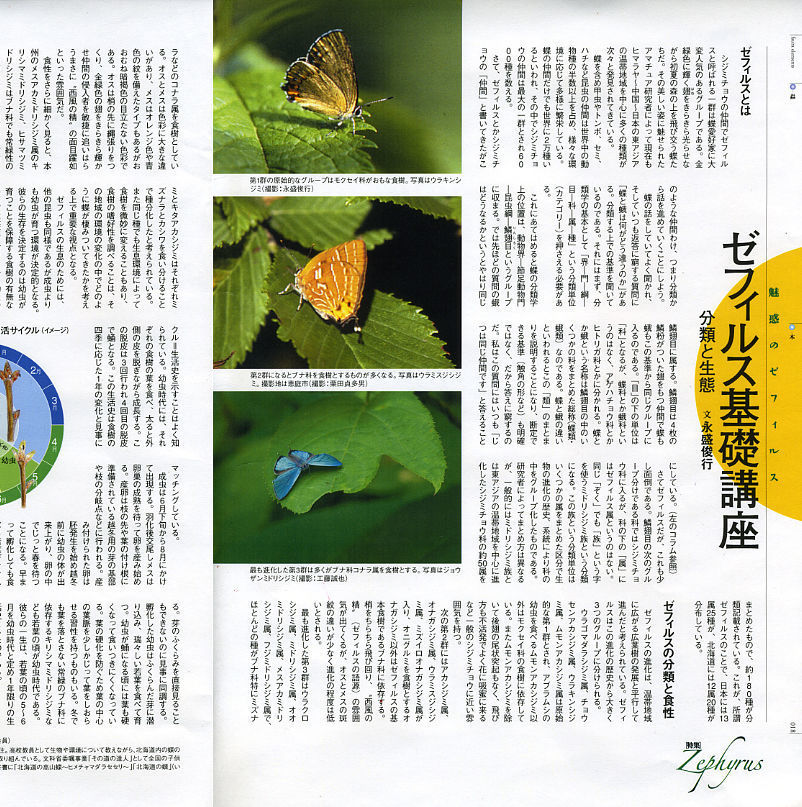 蝶の標本　熱帯の宝石(特珍珍) 送料無料 ギフト 蝶の標本 熱帯の宝石(特珍) 昆虫用品 - 標本