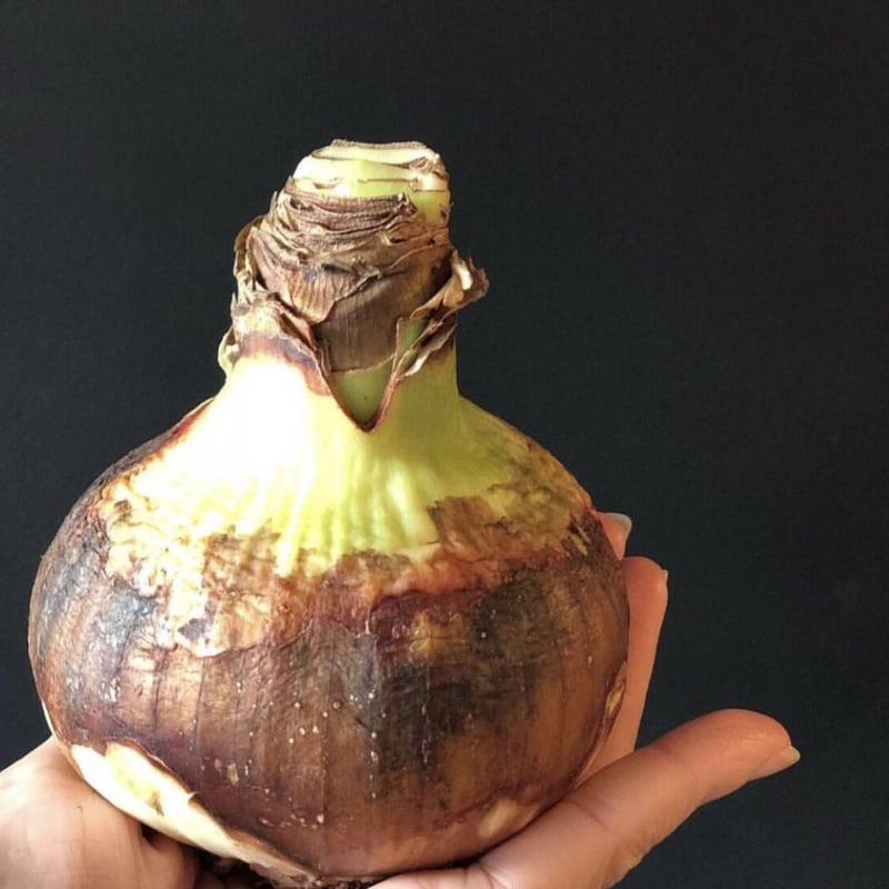 球根 マジックアマリリス | pivoine