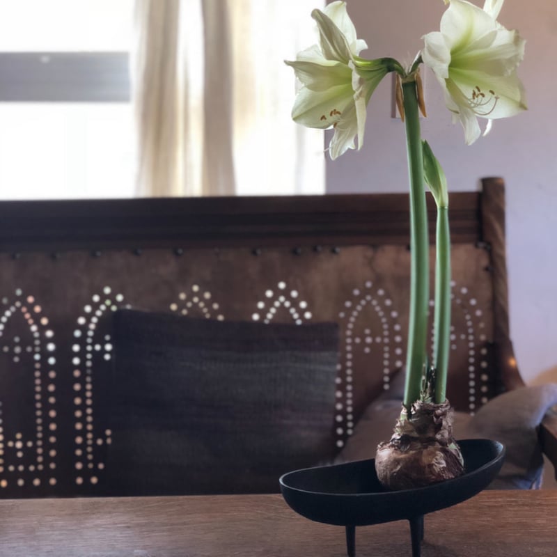 球根 マジックアマリリス | pivoine