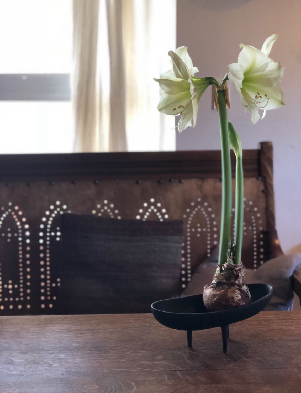 球根 マジックアマリリス | pivoine