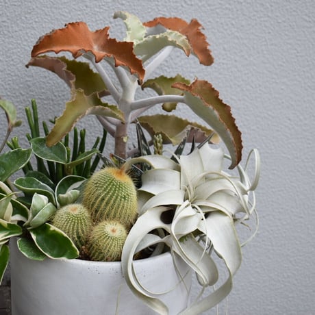 【店頭受取】多肉植物寄せ植え