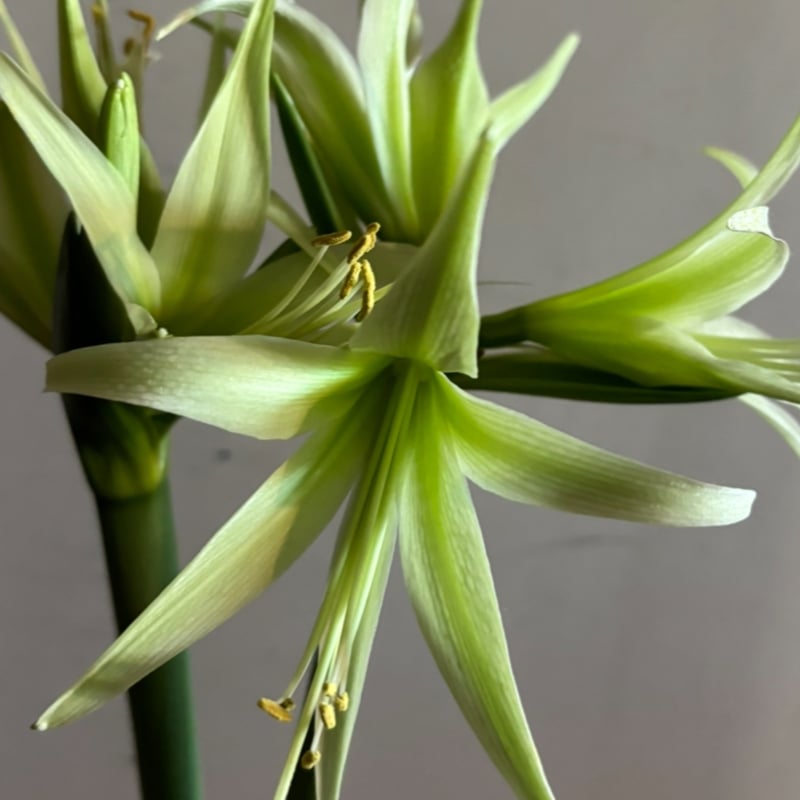 予約販売】球根 マジックアマリリス | pivoine