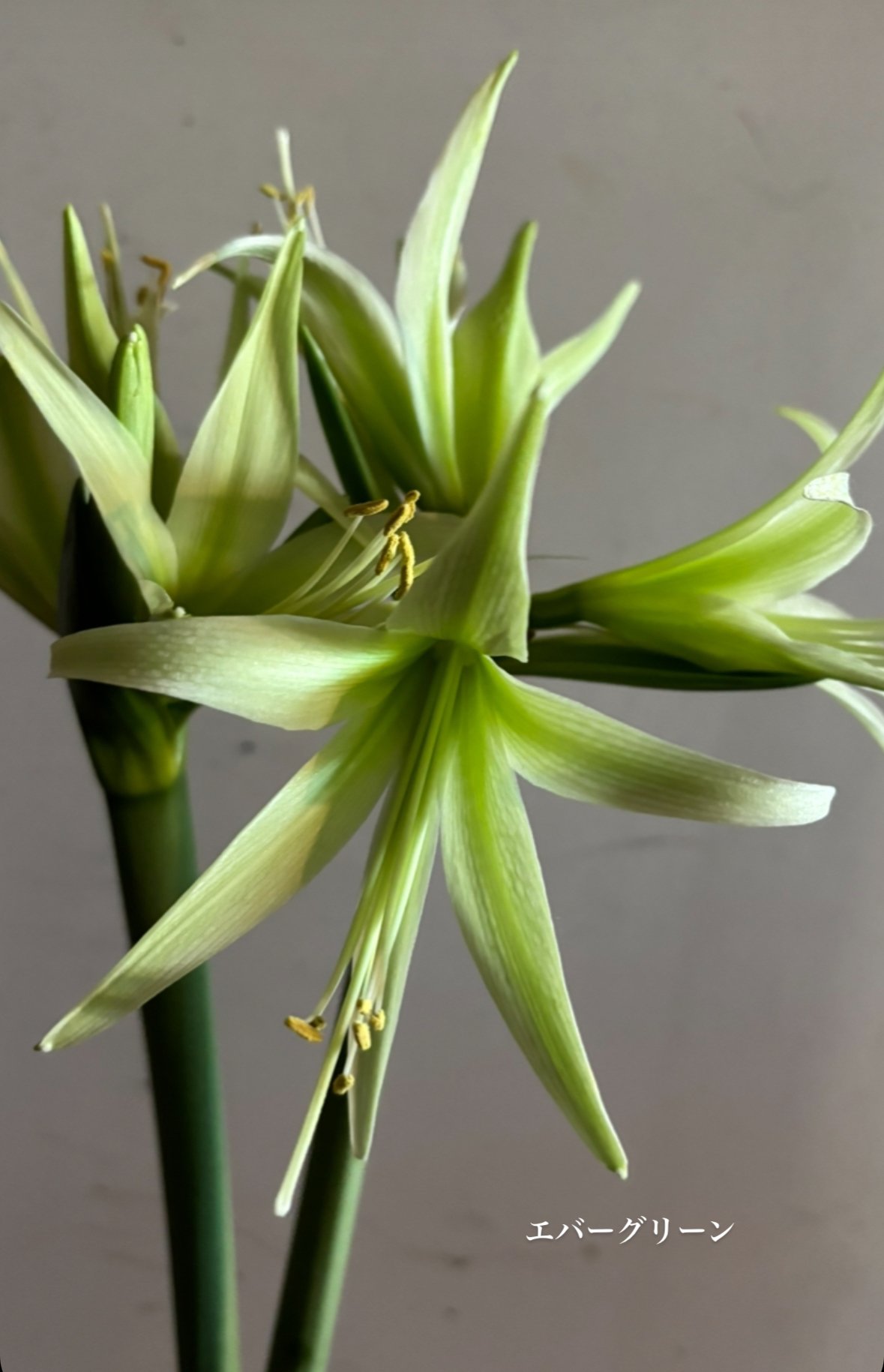 球根 マジックアマリリス | pivoine