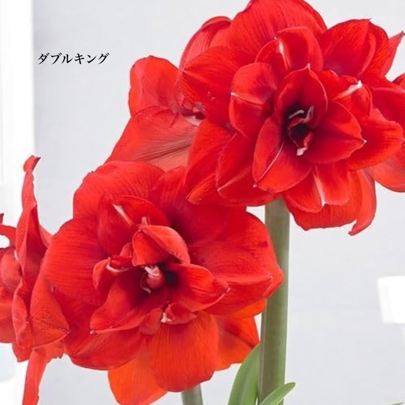 限定超特大　アマリリスフリル赤球根 予約販売】球根 マジックアマリリス | pivoine
