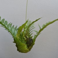 観葉植物　アグラオモルファ
