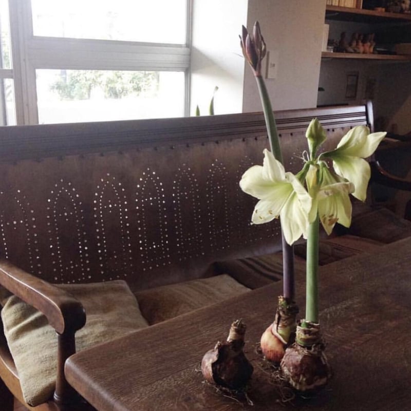 gomasenbeiマジックアマリリス3種 球根 マジックアマリリス | pivoine