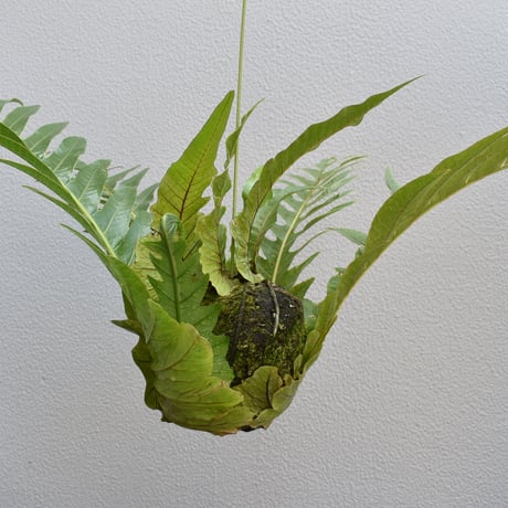 観葉植物　アグラオモルファ
