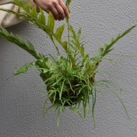 観葉植物　アグラオモルファ