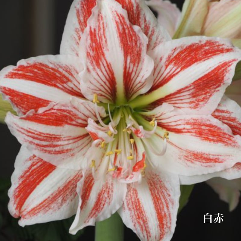 アマリリス球根 予約販売】球根 マジックアマリリス | pivoine