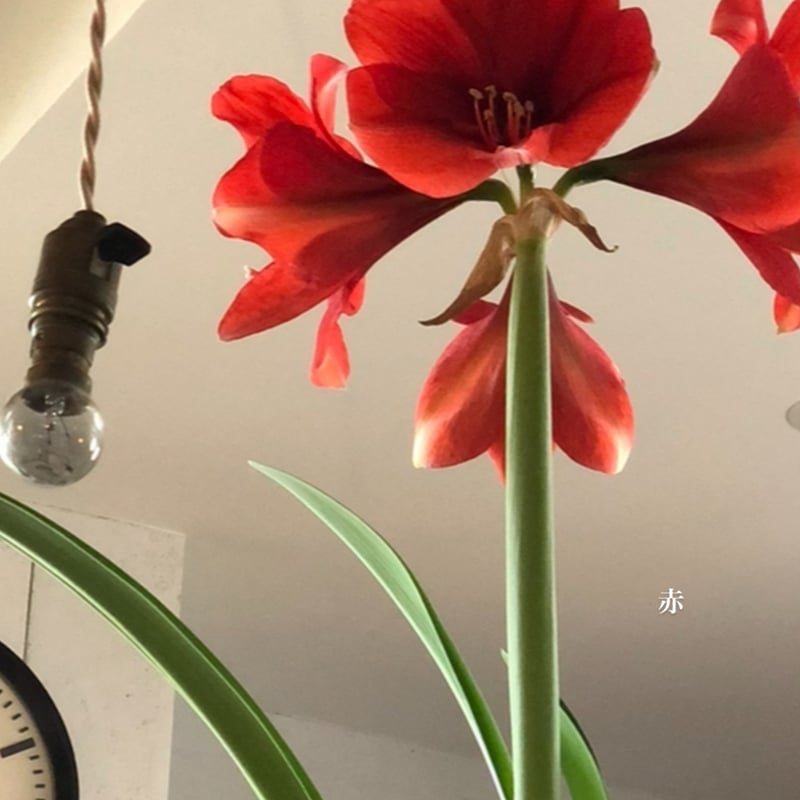 予約販売】球根 マジックアマリリス | pivoine