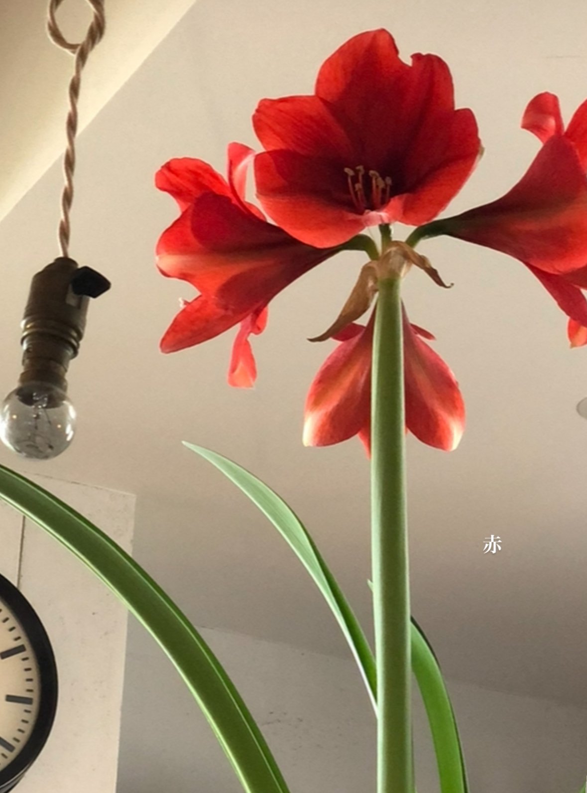 アマリリス球根 アマリリス 球根のみ 八重咲 エキゾチックニンフ 1球 アマリリスの球根