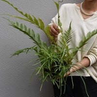 観葉植物　アグラオモルファ