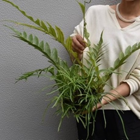 観葉植物　アグラオモルファ