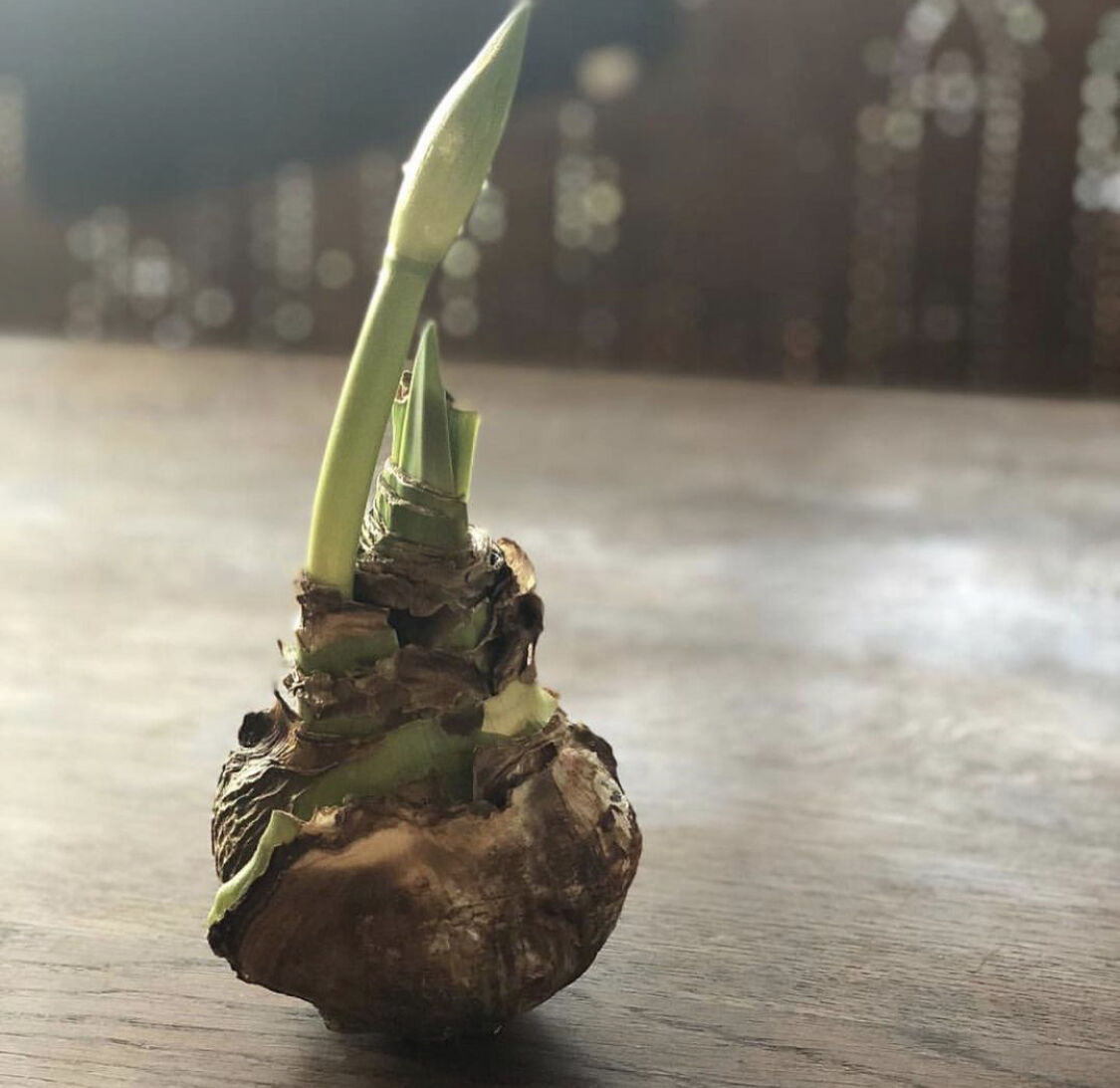 球根 マジックアマリリス | pivoine