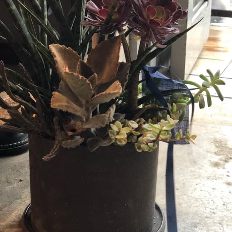【店頭受取】多肉植物寄せ植え