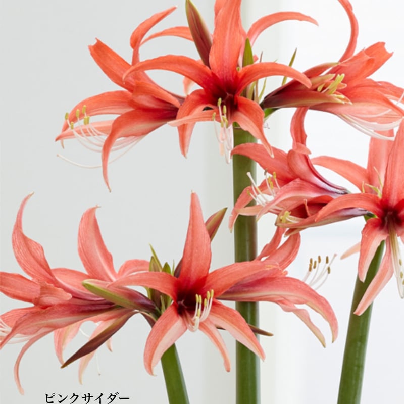 予約販売】球根 マジックアマリリス | pivoine