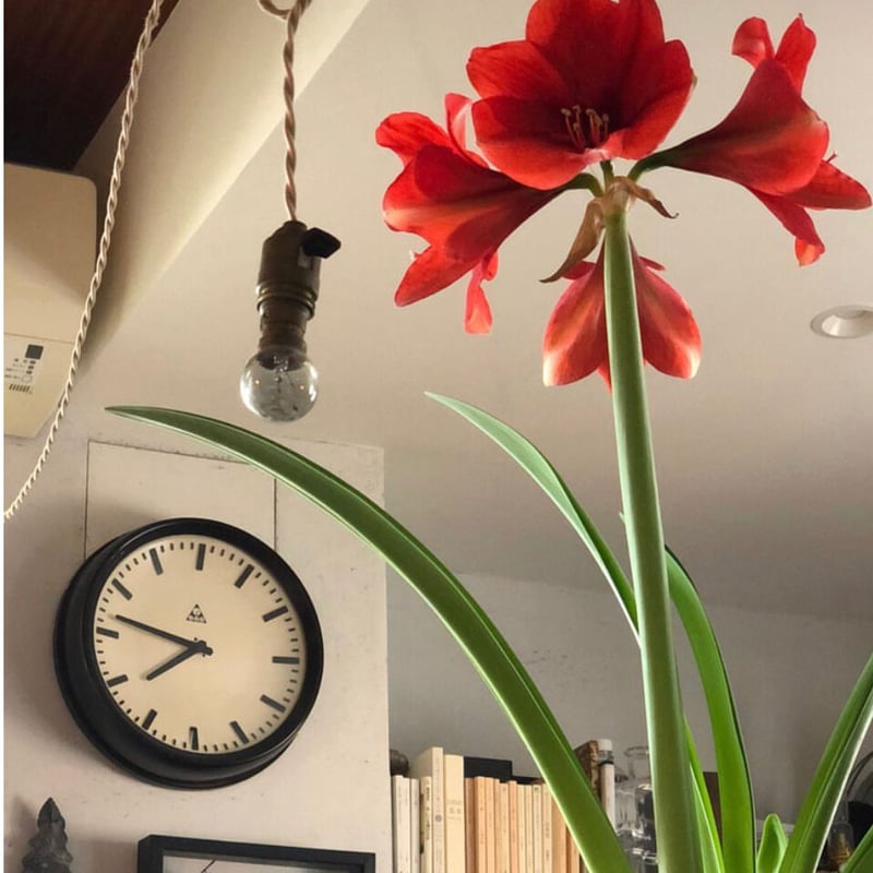 アマリリス球根 予約販売】球根 マジックアマリリス | pivoine