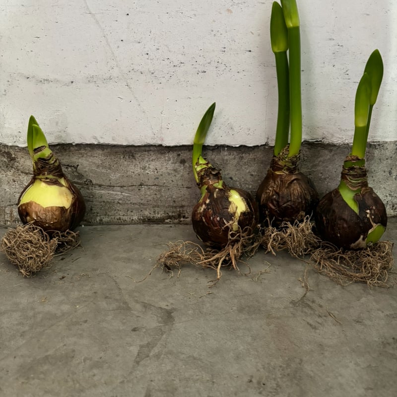 AIで作った フリル アマリリス 黒 球根 アマリリス ※ブラックパールとして購入した球根です 連絡用 - メルカリ