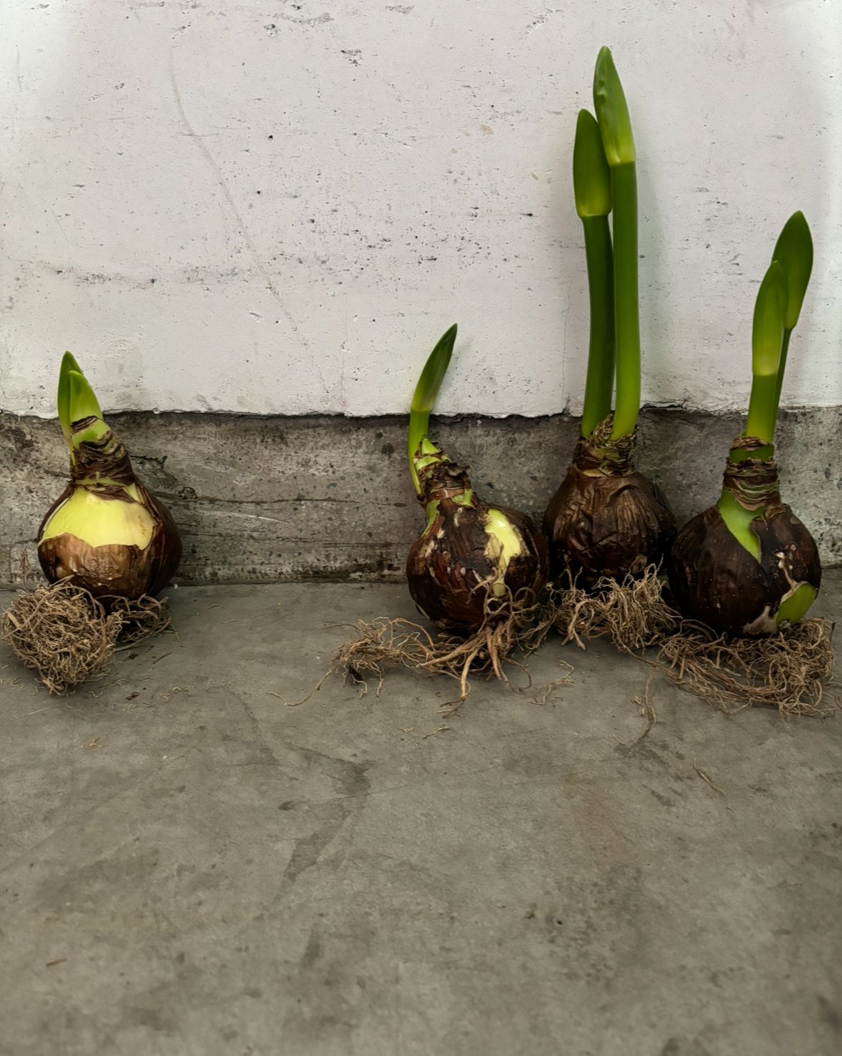 球根 マジックアマリリス | pivoine