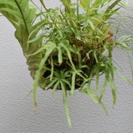 観葉植物　アグラオモルファ