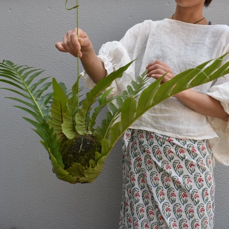観葉植物　アグラオモルファ