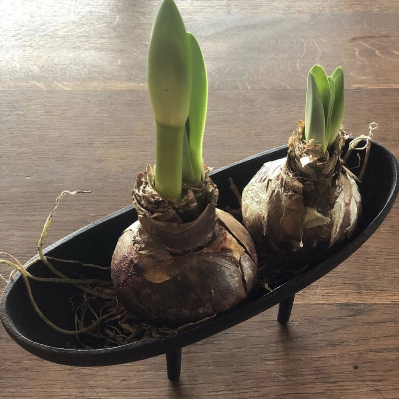 球根 マジックアマリリス | pivoine