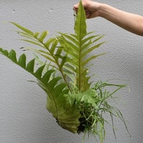 観葉植物　アグラオモルファ