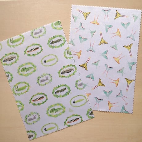 オオミズアオ | STORES