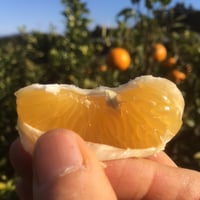 蜜柑ジュース（１ℓ入）＆いよかんジュース（１ℓ入）ご家庭用＆ご贈答用２本セット