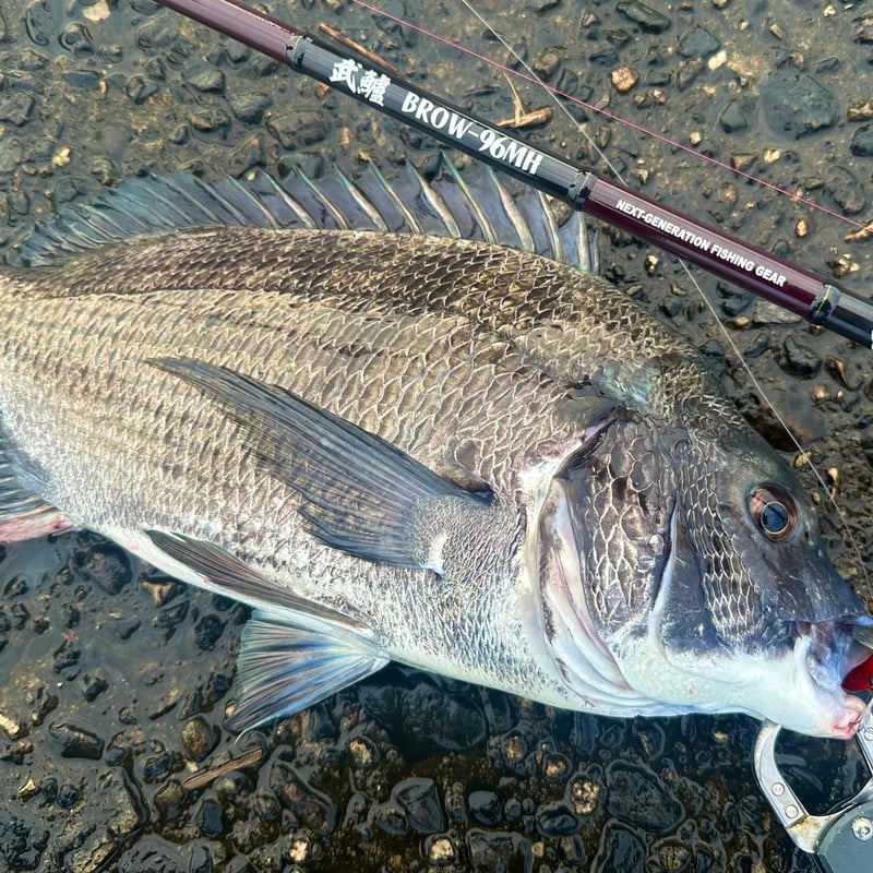 NEXTスピン20g】シーバス、ヒラメ、青物、ロックフィッシュ | BROVIS