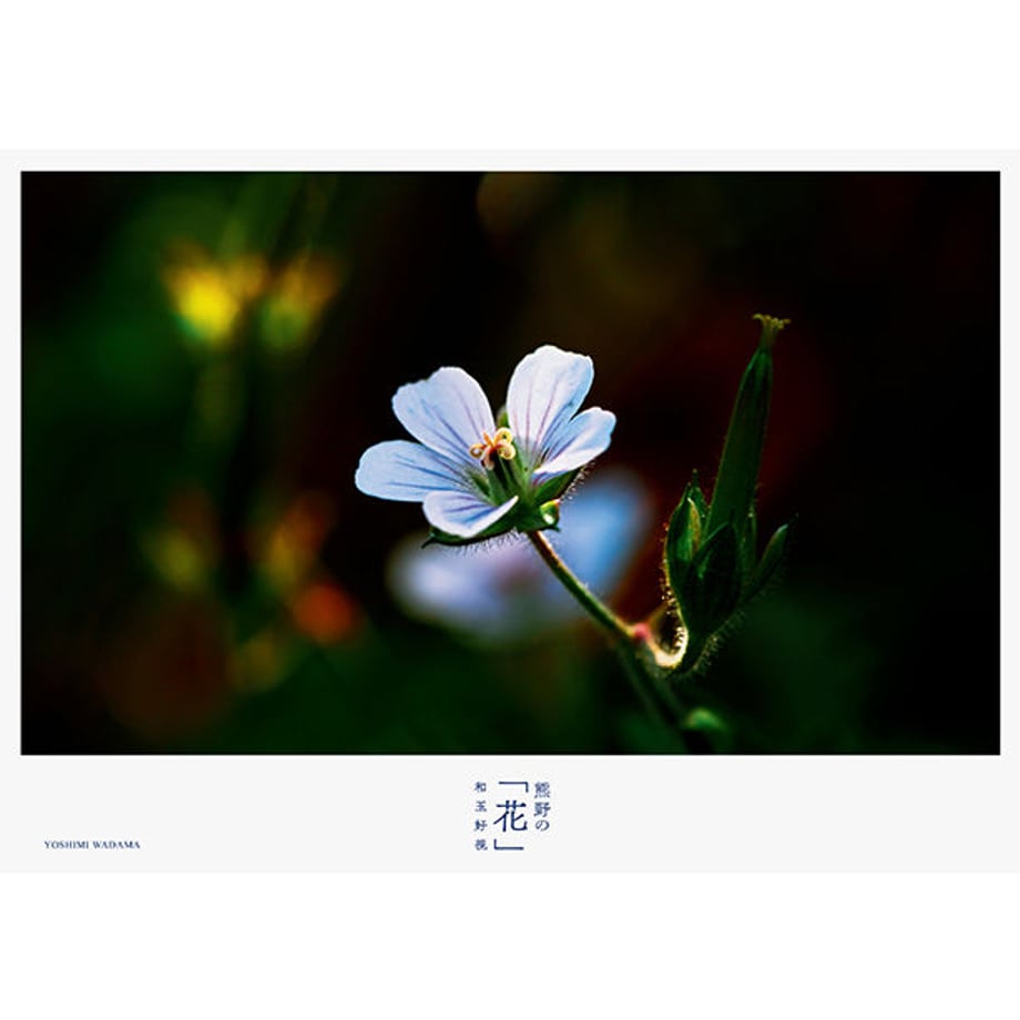599d365e3210d537cc0004aa