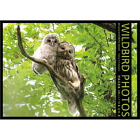 WILDBIRD PHOTOS MY 100 FAVORITE SHOTS　野鳥写真集 お気に入り100選