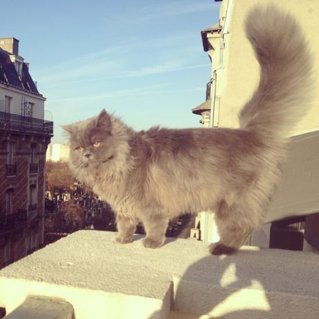 【Coucou Suzette】Suzette Cat ヘアクリップ