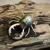 アオスジクワガタ