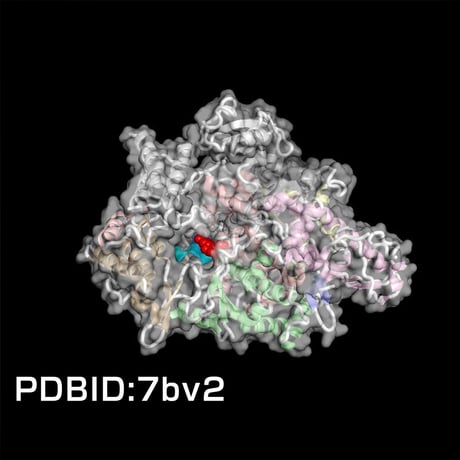 SilMol-mini　COVID-19　寄付対象モデル　PDBID:7bv2　400万倍スケール