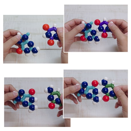 BasePairPuzzle　Basic set