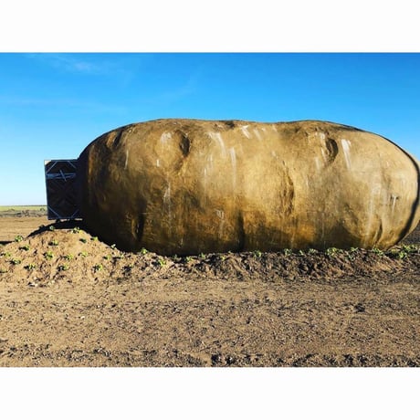[USED] IDAHO POTATO PINS