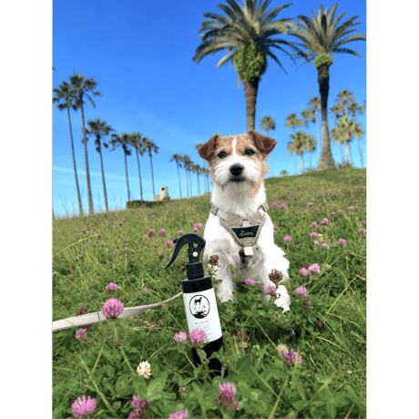 犬一印｜抗菌もできる虫除けスプレー