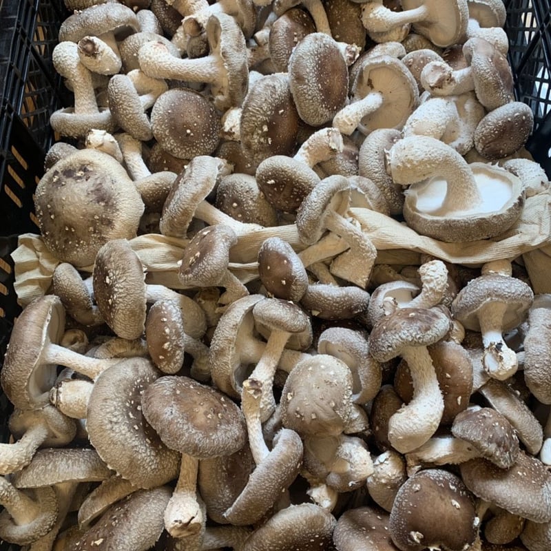 CO₂オフセット済み】お買い得・お出汁用おひさま干し椎茸50g入り