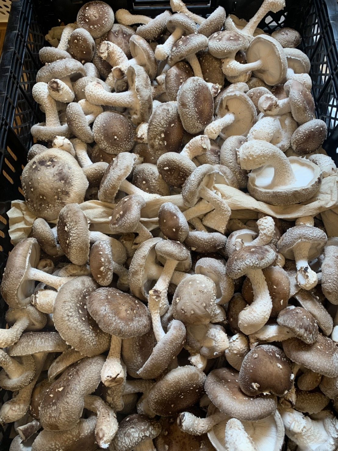 まるママ☆小割れ干し椎茸1㎏+鰹節粉180g+干し貝柱B2割れ100g 楽天市場】干し椎茸日本一の大分県産 湯布院生まれお試しセット